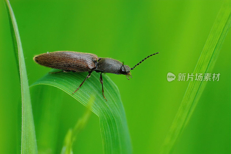 常见的咔哒甲虫的特写，Athous haemorrhoidalis，坐在一片草叶上